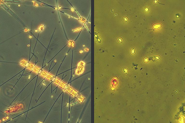 Drastische Veränderungen des Phytoplanktons bei einer Erwärmung um sechs Grad Celsius: Das linke Bild zeigt ein mikroskopisches Foto von der Frühjahrsblüte des Phytoplanktons, wie sie sich unter gegenwärtigen Temperaturverhältnissen ausbildet. Große Kieselalgen dominieren. Bei sechs Grad Celsius Erwärmung (rechtes Bild) dominieren hingegen wesentlich kleinere Flagellaten. Aufnahme: IFM-GEOMAR