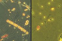 Drastical change of Phytoplankton: the left pictures shows a microscopic photo of the spring bloom on current environmental conditions. Big diatoms are dominating. With a warming of six degrees (right picture) much smaller  flagellates are dominating. Photos: IFM-GEOMAR