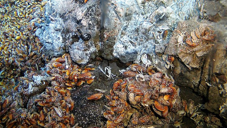 Crabs, shrimp, mussels and microorganisms on black smokers.