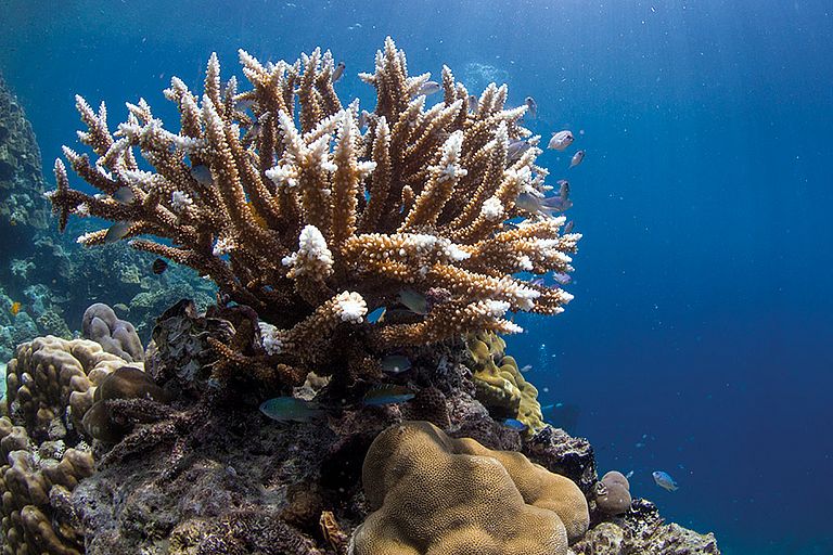 Tropische Korallen leben in Symbiose mit einzelligen Algen, den sogenannten Zooxanthellen, die über Photosynthese die Koralle ernähren. Die Farbe einer Koralle wird durch diese Algen bestimmt. Foto: Anna Roik / GEOMAR