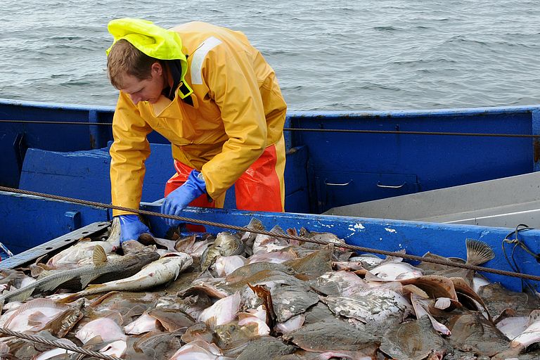   Looking for mature fish on board the cutter “Godenwind II”. Photo credit: Maike Nicolai, GEOMAR
