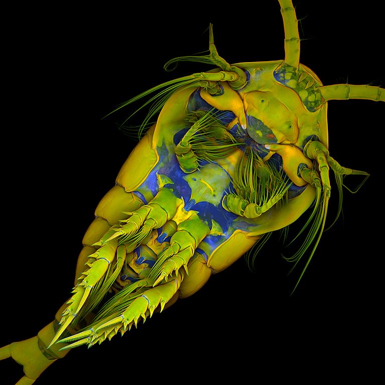 Confocal laser scanning micrograph showing the ventral side of a female copepod of the species Temora longicornis. The length of the image edge corresponds to 1.28 mm. Photo: J. Michels, GEOMAR