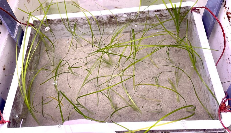 A light-grey plastik box half-filled with sand in which a number of green seagrass plants of various sizes are growing