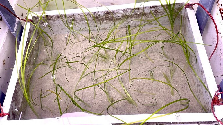 [Translate to English:]  Seagras 