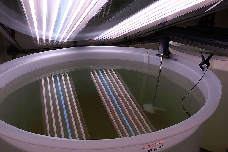 Ein Aquashift-Mesokosmos am Kieler IFM-GEOMAR. Licht- und Temperaturverhältnisse sind exakt programmierbar, um unterschiedliche Umweltbedingungen simulieren zu können. Foto: A. Lewandowska, IFM-GEOMAR