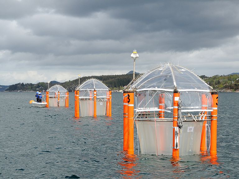 Im Jahr 2015 fand ein Experiment mit den KOSMOS-Mesokosmen im norwegischen Raunefjord statt. Foto: Maike Nicolai, GEOMAR (CC BY 4.0)