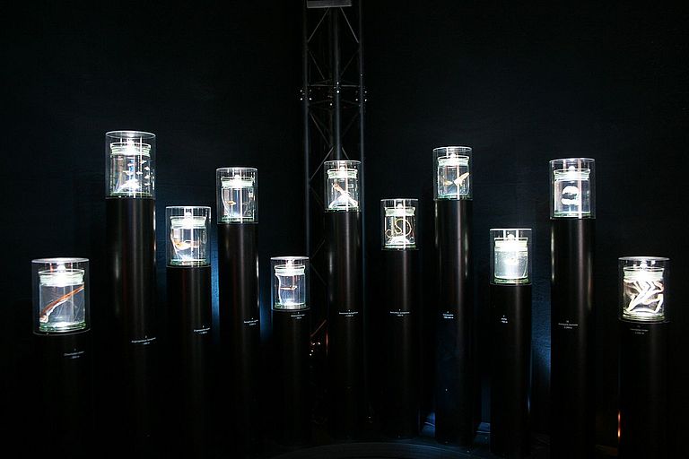 Tiere aus der Tiefsee. Foto: Andreas Villwock, IFM-GEOMAR