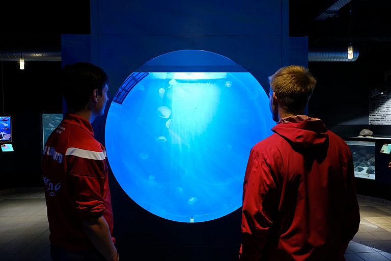 Quallenkreisel des Kiel Marine Organism Culture Centre im Aquarium GEOMAR. Im Rahmen von GoJelly soll aufbauend auf bisherigen Erfahrungen ein neuartiges Zuchtbecken für Quallen entwickelt werden. Foto: Jan Steffen, GEOMAR