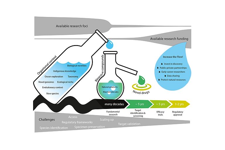 Schematic diagram of the workflow from the discovery of a marine substance to the development of a new drug. From Sigward et al.