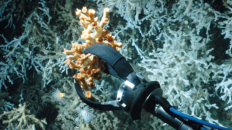 Probennahme der Kaltwasserkoralle Lophelia pertusa an der norwegischen Küste 2008 für Untersuchungen zur Ozeanversauerung.