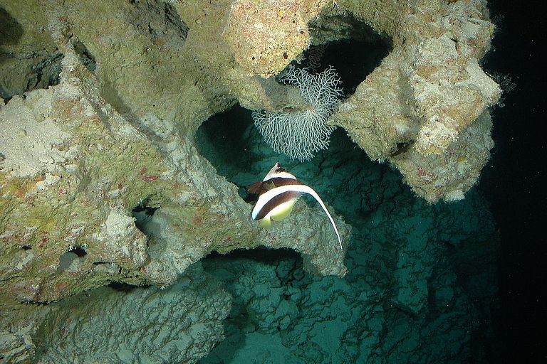 Detail der Vorriffhänge von Moorea in etwa 170 Metern Tiefe. Deutlich zu erkennen sind die Verkarstungen, die darauf schließen lassen, dass dieses Riff einst an der Wasseroberfläche lag. Vor dem Riff schwimmt ein Wimpelfisch. Foto: JAGO-Team, IFM-GEOMAR