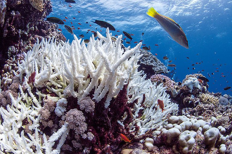 KORALLENRIFFE | Korallenriffe kommen nahezu überall in den Flachwasserbreichen der tropischen Ozeane vor. Es sind komplexe Lebensgemeinschaften die hervorragende Archive zur Rekonstruktion vergangener Umweltbedingungen darstellen. Einzelne tropische Korallenkolonien bilden jährliche Dichtebänder vergleichbar mit denen von Baumringen. Sie erreichen oft ein Alter von mehreren hundert Jahren. Ihr jährliches Wachstum wird in den Dichtebändern dokumentiert und ermöglicht so die Untersuchung geochemischer Parameter in saisonaler Auflösung, die in Zeiten vor der industriellen Entwicklung des 19. Jahrhunderts zurückreichen. Foto: Anna Roik / GEOMAR