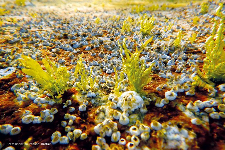 Seepocken und Meersalat auf Felsen der Schwedischen Westküste im Skagerrak Foto: Christian Pansch