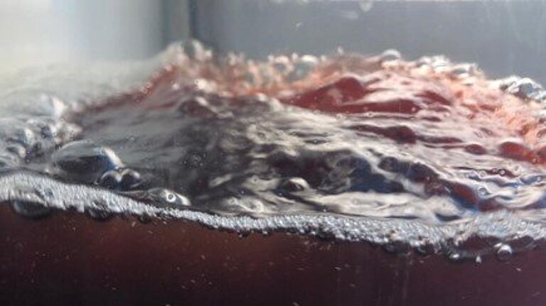 [Translate to English:]  Rhodomonas culture