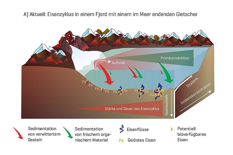 Grafik, die die Rolle des Sediments für die Verfügbarkeit von Nährstoffen in den Fjorden Spitzbergens zeigt, wenn  Gletscher bis ins Wasser reichen. Grafik bearb. nach Laufer-Meiser et al., 2021