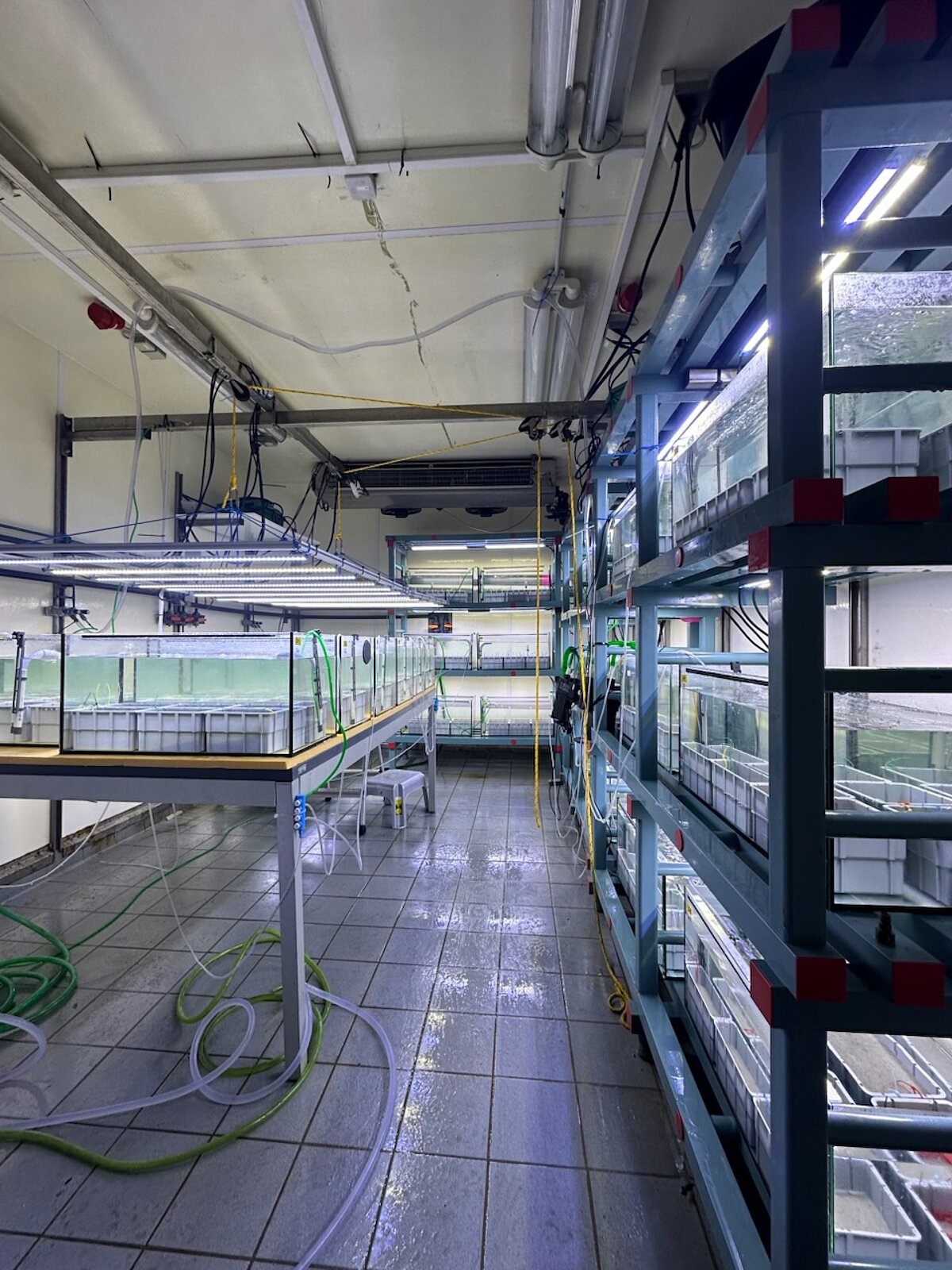 various aquariums in shelves and on a table in a climate chamber. The aquariums a filled with seawater and contain grey plastic boxes.