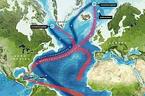 Heutige Strömungen im Nordatlantik mit dem nach Norden fließenden warmen und salzreichen Oberflächenwasser (rot), dass in den Konvektionsgebieten absinkt und somit als Tiefenwasser (blau) die globale Ozeanzirkulation mit antreibt. Grafik: C. Kersten GEOMAR.