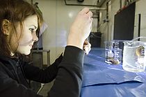 Die Erstautorin der Studie Dr. Corinna Breusing in der Klimakammer mit Tiefseemuscheln Bathymodiolus azoricus. Foto: Jan Steffen, GEOMAR