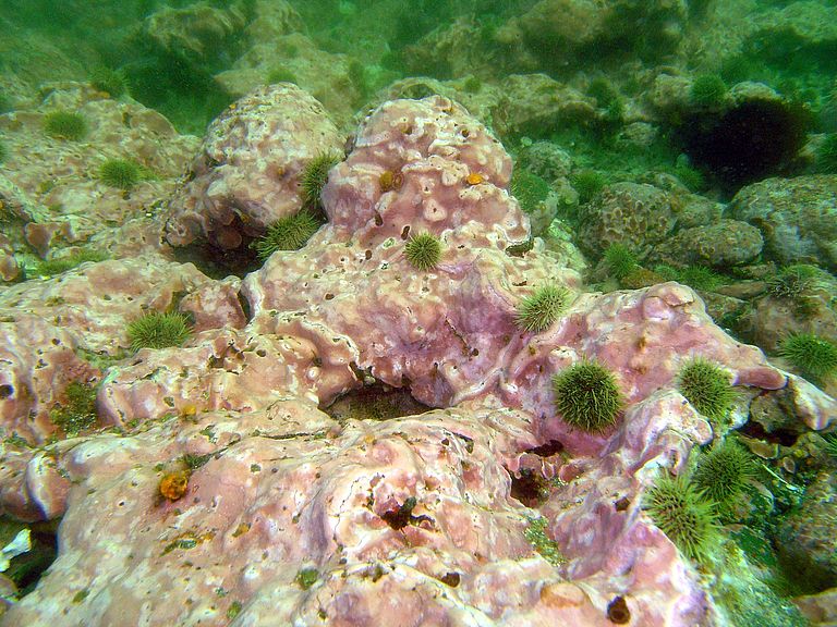 Die Algen Clathromorphum nereostratum bilden in den flachen Küstengewässern der Aleuten im subpolaren Pazifik harte Kalkskelette am Meeresboden. Foto: S. Hetzinger, GEOMAR