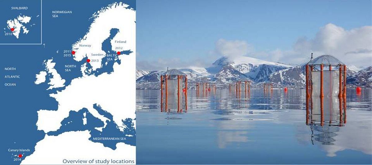 Fig. 2: left: Study locations of KOSMOS experiments. right: KOSMOS mesocosms deployed off the coast of Ny Ålesund, Svalbard (Photo: Signe Klavsen, GEOMAR).