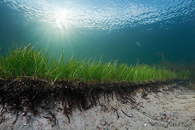Seegraswiese in der Ostsee. Hier handelt es sich nicht um eine Population, sondern um einen Klon. Foto Pekka Tuuri