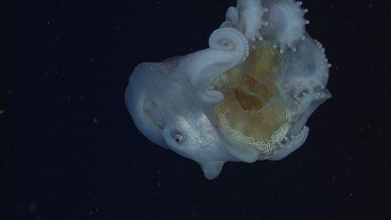 Haliphron atlanticus mit einer Qualle. Foto: MBARI