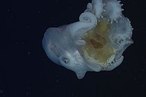Haliphron atlanticus mit einer Qualle. Foto: MBARI