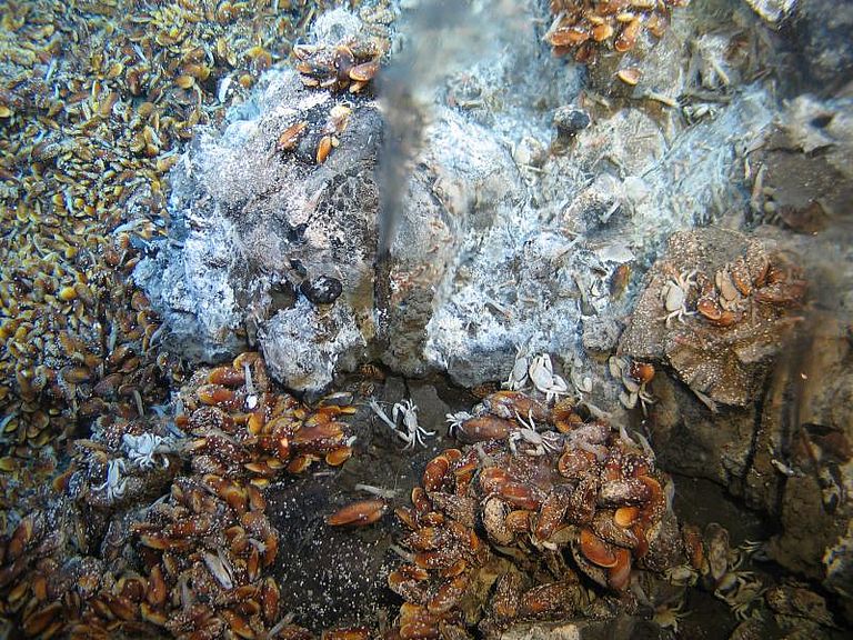 Ein kleineres Exemplar eines schwarzen Rauchers. Trotz der hohen Temperaturen und der scheinbar giftigen Umgebung fühlen sich Bakterien, Krabben und Röhrenwürmer offensichtlich wohl. Foto: ROV KIEL 6000, GEOMAR
