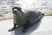 Trauer im Kieler Aquarium: Seehündin Matje verstarb überraschend in der Nacht vom 3. auf den 4. Mai 2011. Foto: Aquarium Kiel