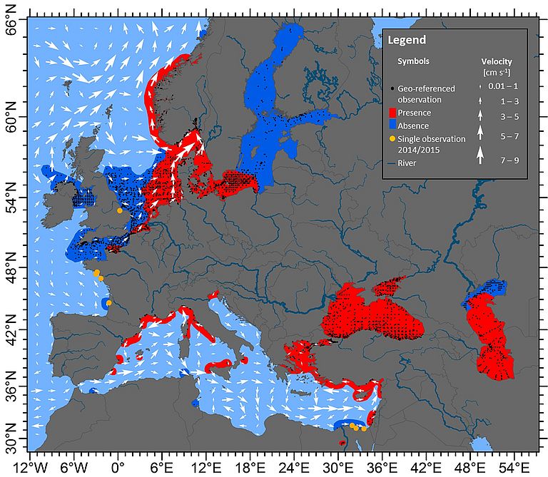 Verbreitung von Mnemiopsis leidyi in westlichen eurasischen Gewässern für den Zeitraum von 1990 bis November 2016 basierend auf 12.400 georeferenzierten Beobachtungen (schwarze Punkte), wobei die Bereiche Präsenz (rot) und Abwesenheit (dunkelblau) markiert sind. Durchschnittliche Strömungsgeschwindigkeiten und -richtungen (weiße Pfeile) zeigen generelle Zirkulationsmuster. Grafik: Cornelia Jaspers/GEOMAR, DTU Aqua