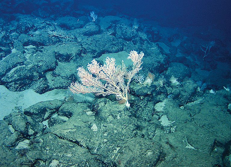 Bathymetrische Karte des submarinen Cada­mosto­ Seebergs, welcher in einer Wassertiefe von 1.500 bis 3.000 Metern liegt.  Karte: Tom Kwasnitschka, Lisa Samrock / GEOMAR