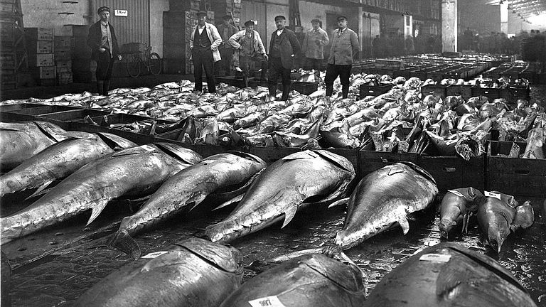 Blauflossen-Thunfische vor der Auktion in der Fischereihalle Altona 1931. Der Thunfisch-Bestand in Nord- und Ostsee ist bereits vor Jahrzehnten erloschen.