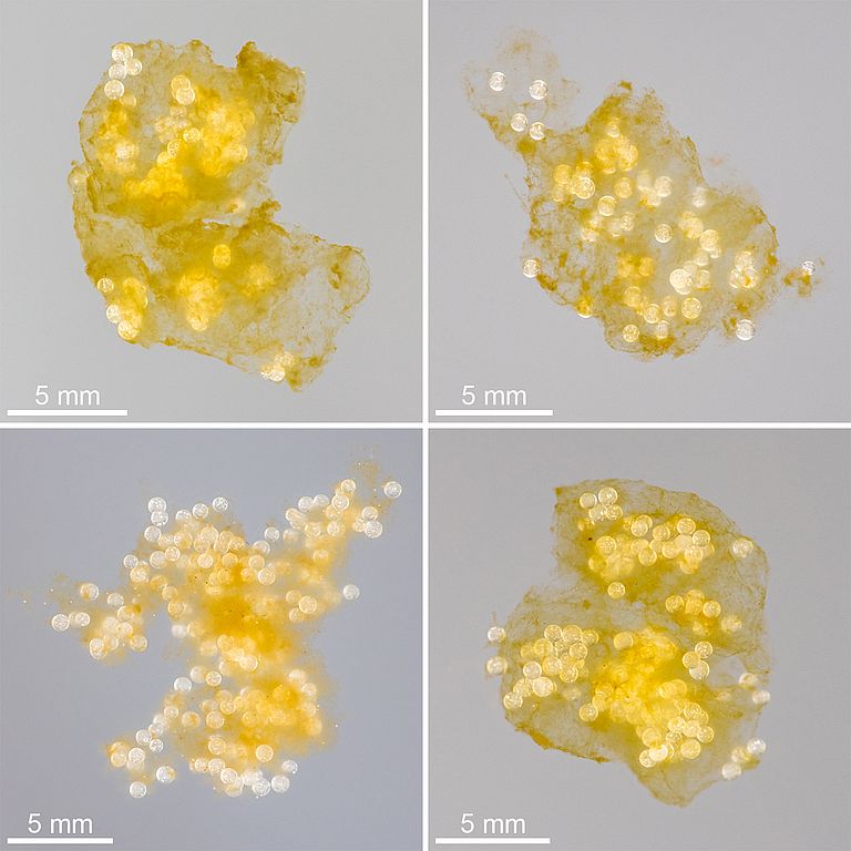 Fotos von typischen aus Plastikkügelchen und biogenen Partikeln bestehenden Aggregaten, die bei den Laborexperimenten entstanden sind. Foto: Jan Michels/Future Ocean