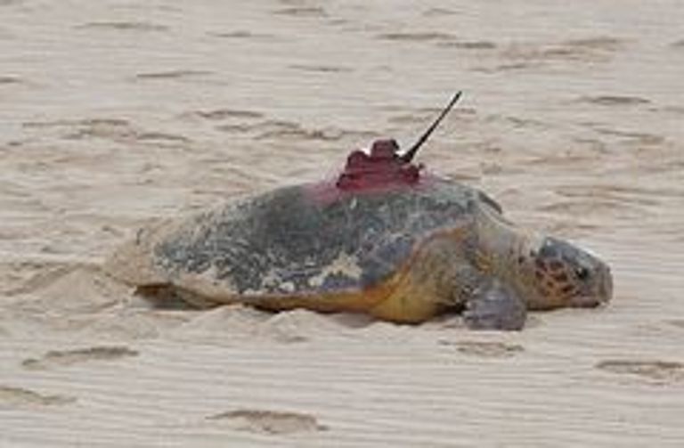 A sea turtle equipped with a sensor. Photo: V. Stiebens, IFM-GEOMAR.