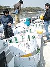 A day on the boat: the PVC-rings, carrying the settlement panels, will be deployed in Matsushima Bay, Japan.
