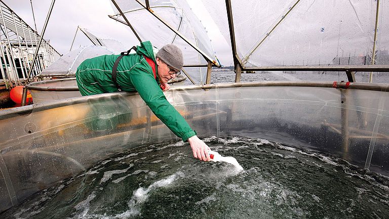 Dr. Kai Schulz adds rock flour to a msocosm at the start of the OceanAlk-Align experiment in the Kiel Fjord. 
