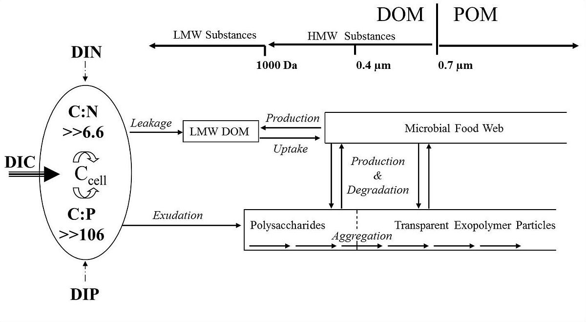 Conceptual model of the production and partitioning of dissolved organic matter (DOM) in marine ecosystems (from Engel et al. 2004).
