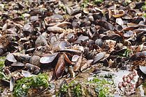 Mussels of the species Perna perna originally live in Europe, Africa and South America, but have invaded North American waters. As part of the global GAME experiment, they were examined in Brazil Photo: Felipe Ribeiro
