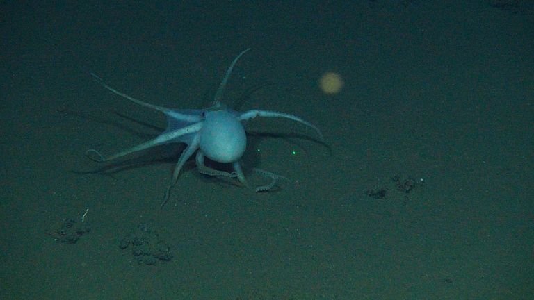 These animals had deposited their eggs onto the stems of dead sponges, which in turn had grown on manganese nodules. Photo: ROV-Team, GEOMAR