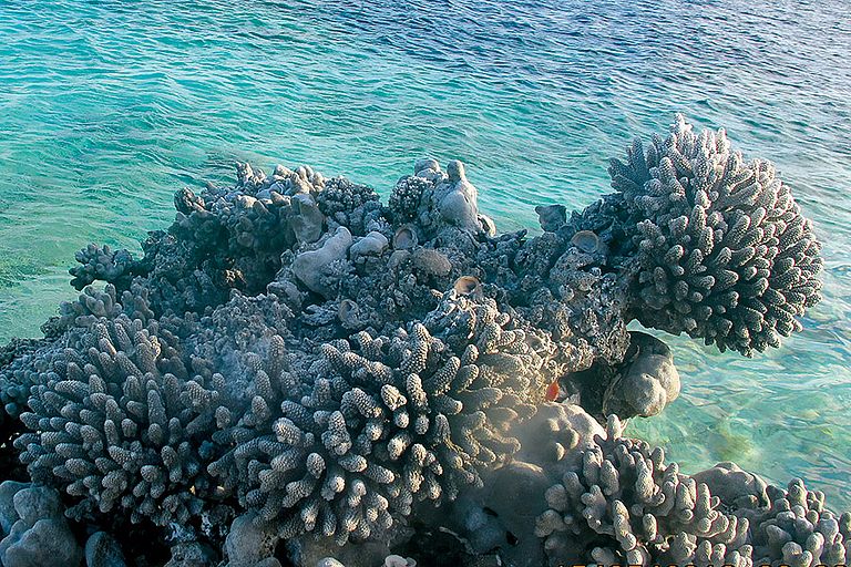 Stumme Zeugen: Unberührtes fossiles Riff in Französisch-Polynesien, so wie es einst aus dem Meer aufgrund des fallenden Meeresspiegels im Pazifik aufgestiegen ist. Quelle: Anton Eisenhauer / GEOMAR