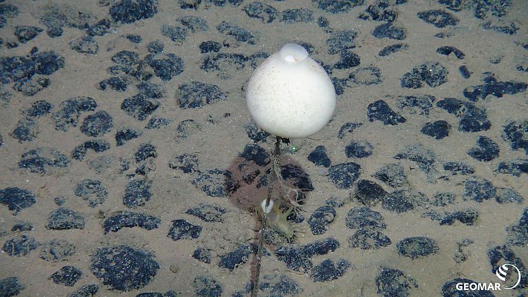 Schwämme kommen in sehr unterschiedlichen Lebensräumen vor, von flachen Küstengewässern bis in die Tiefsee. Das Bild zeigt einen Glasschwamm im zentralen Pazifik in mehr als 4000 Metern Wassertiefe. Foto: ROV-Team, GEOMAR