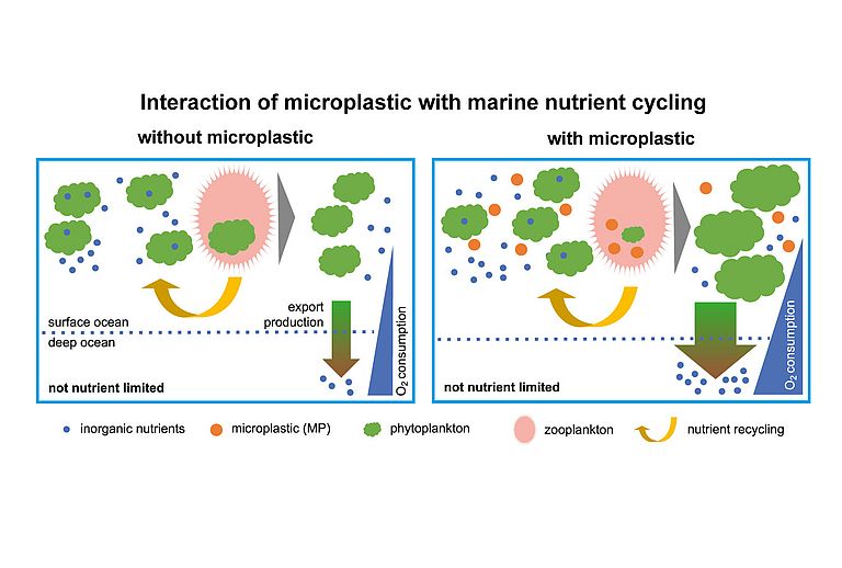 Zooplankton ingestion of microplastic reduces grazing pressure and permits more algal growth. More algal growth leads to more organic particles sinking out of the surface ocean. When these extra particles sink, they are consumed by bacteria, which leads to an additional loss of oxygen in the water column. Graphics modified from Kvale et al. 2021.