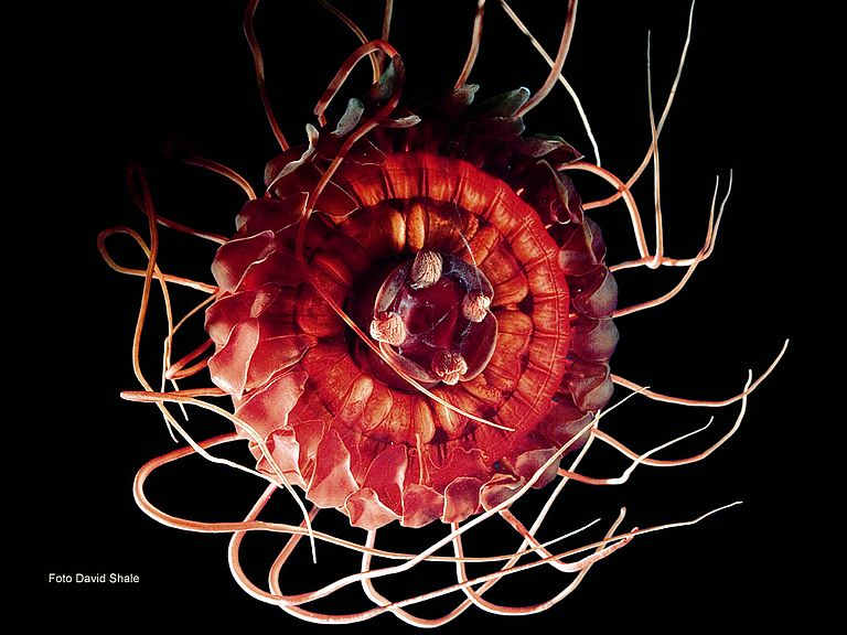 Die Tiefseequalle Atolla schlägt Feinde mit ihrer Bioluminiszenz in die Flucht. Foto: David Shale, Mar-Eco