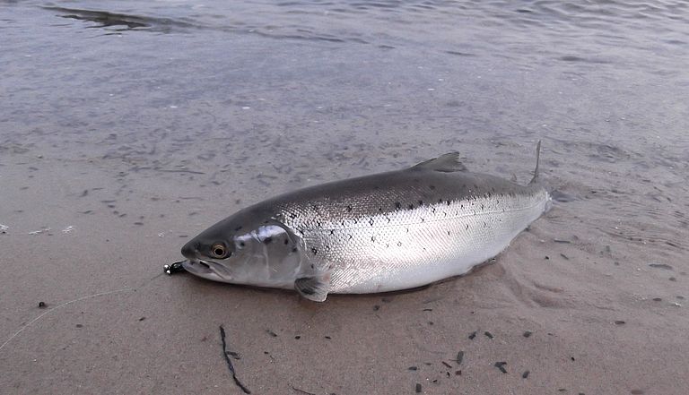 Meerforelle. Foto: Matthias Paulsen.