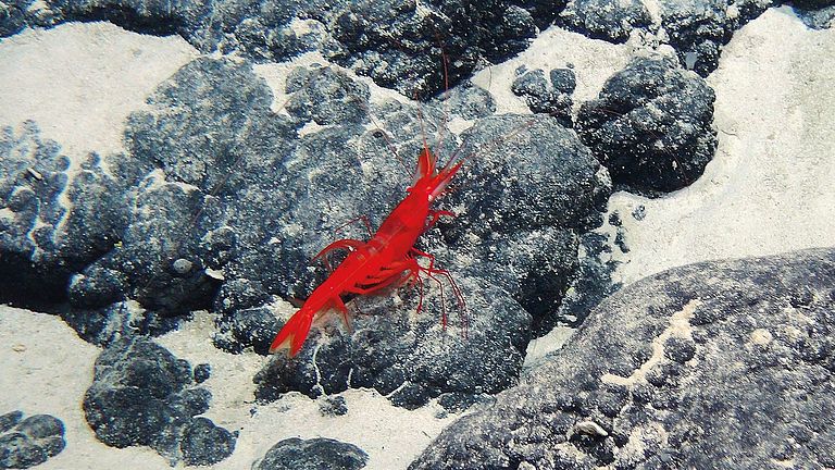 Artenvielfalt an Seamounts im Zentralpazifik: Garnele