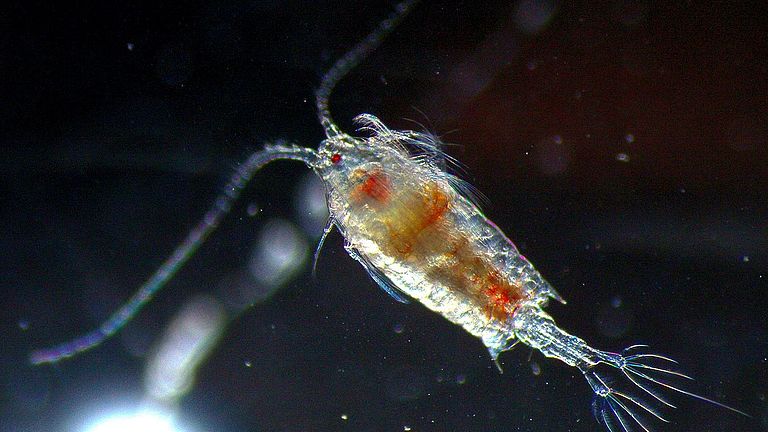 Copepod, photographed in the microscopy lab. 