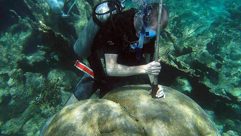 Beprobung einer schnellwachsenden massiven Koralle der Art Diploria strigosa im Archipel Los Roques, Venezuela. 