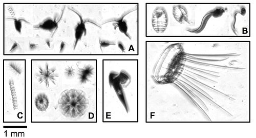 Figure 3: Sample images of different plankton taxa (PIScO) 