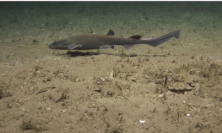 Im Laufe der Evolution haben auch viele Organismen wie dieser Tiefseefisch Baupläne entwickelt, die zu den besonderen Bedingungen der Tiefsee passen. Foto: ROV-Team/GEOMAR