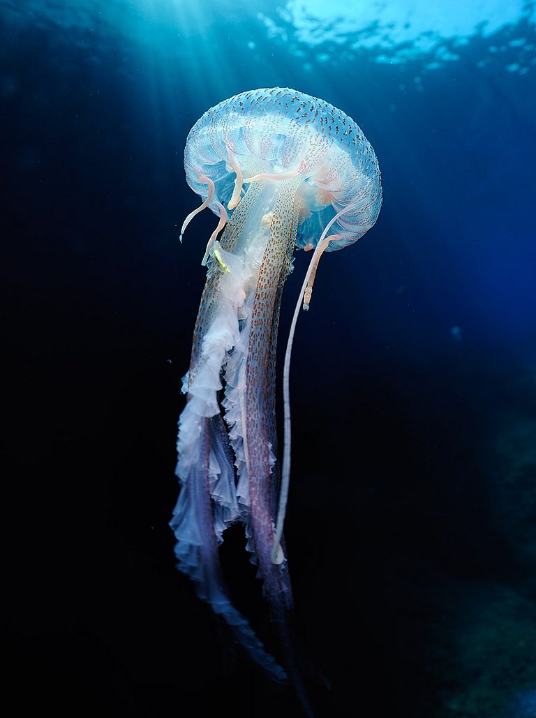 Feuerqualle. Foto: Solvin Zankl